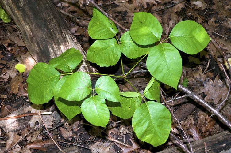 poison ivy