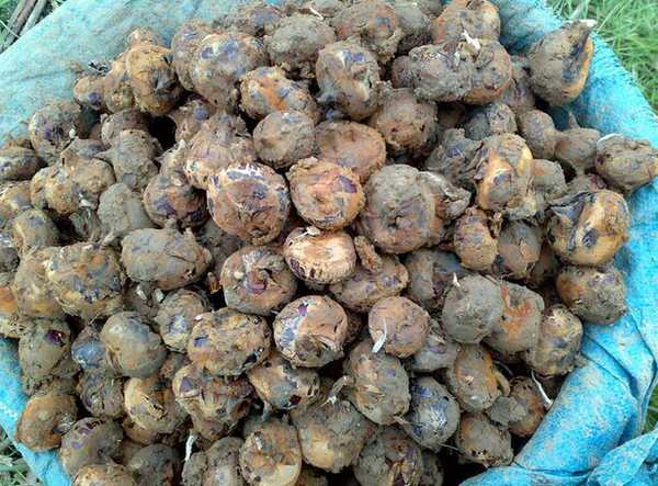 又称马蹄,皮色紫黑,肉质洁白,味甜多汁,清脆可口,自古有地下雪梨之