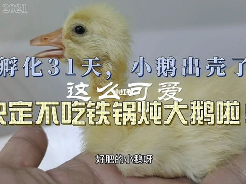 小鹅出壳了_铁锅_人工孵化_宠物_宠物其他