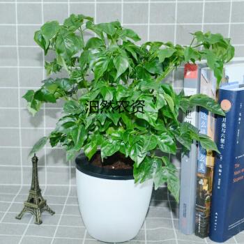 厂家直销绿植盆栽绿萝发财树栀子花办公室植物室内花卉观叶植物小盆景