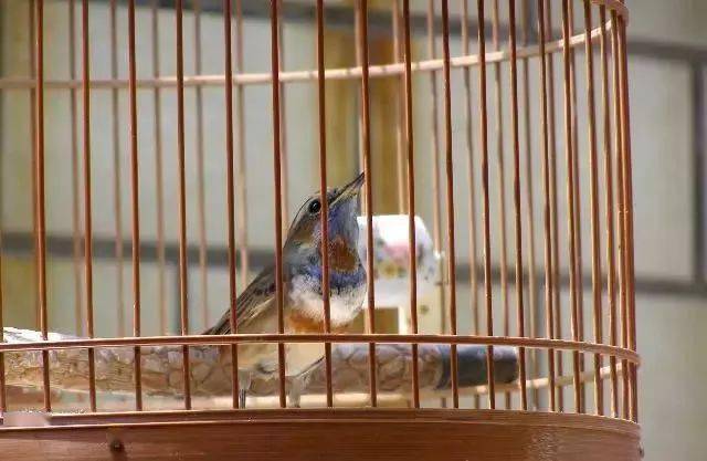 鸟友汇欣赏几只靛颏