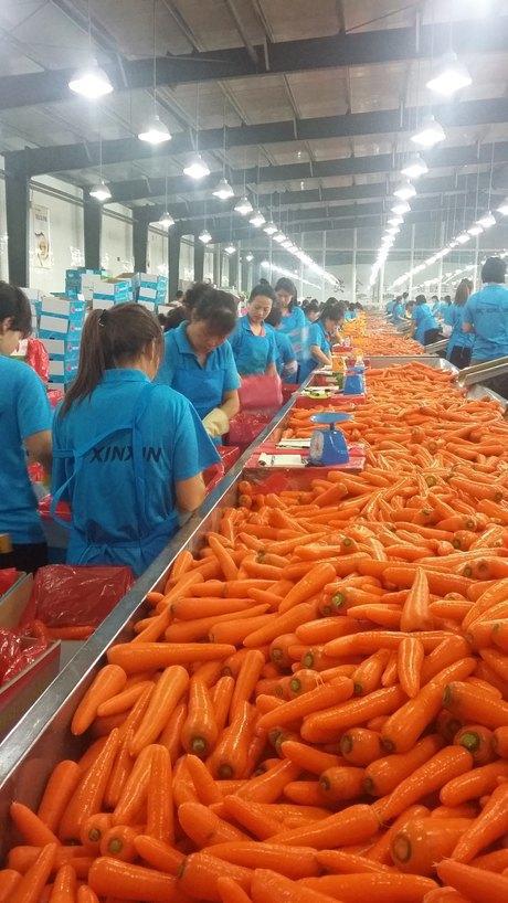 孟德尔二号丸粒胡萝卜种子 高产胡萝卜品种