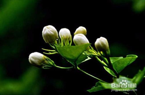 防治病虫害:茉莉常有螟蛾幼虫和介壳虫,红蜘蛛为害,以7 月至9月最为
