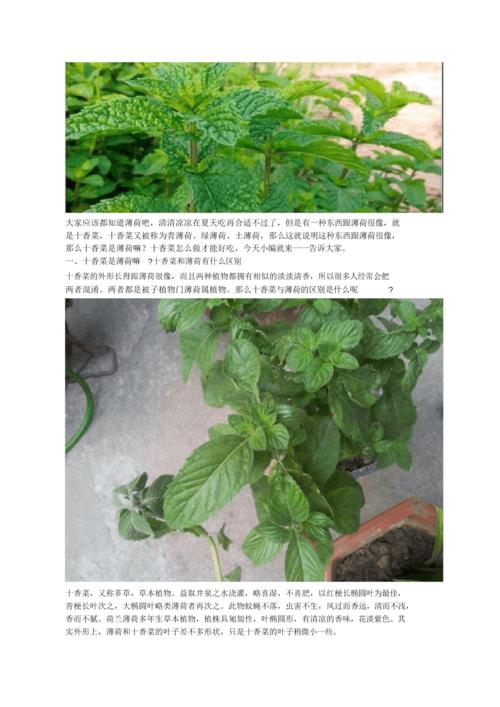 十香菜和薄荷地区别.docx