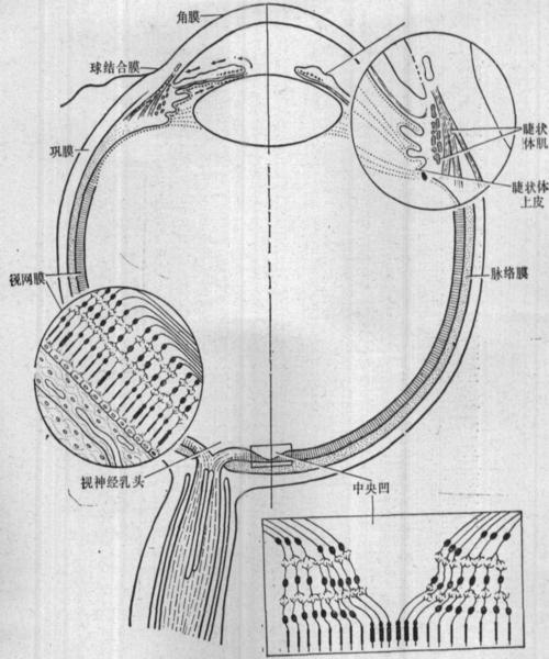 (图) ～7 眼球壁的分部