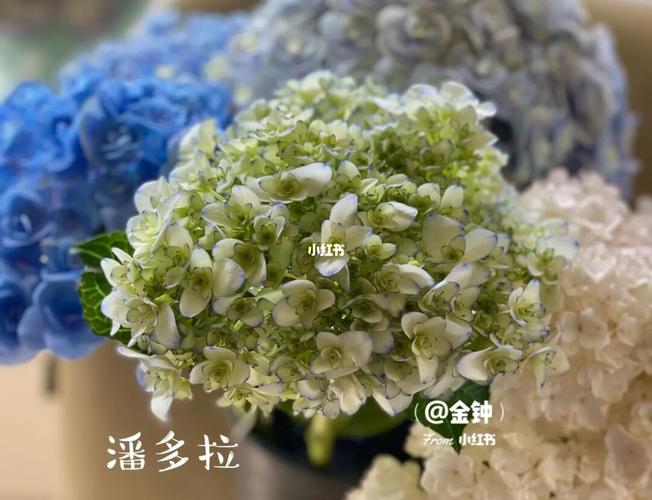 星河绣球 潘多拉绣球变化图_潘多拉怎么样_鲜花_网购鲜花_家居家装