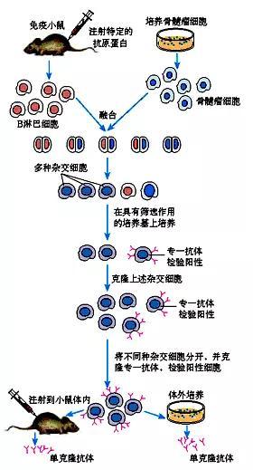 02相对于多克隆抗体来说,长远来看,从康复期血液中筛选特异性的b细胞