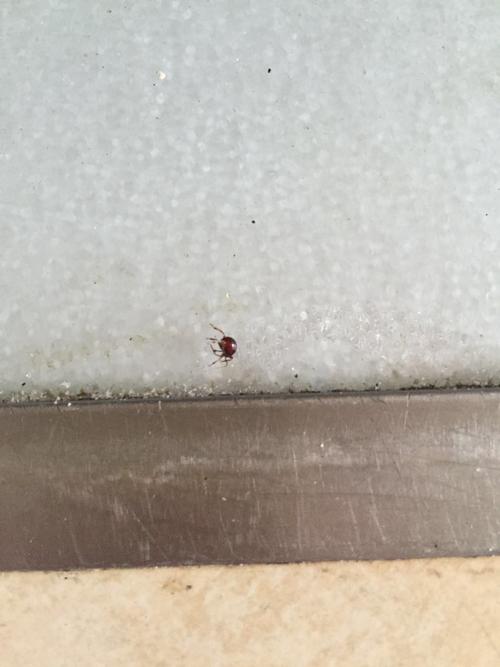 10 咬的一片和一串的都有 一晚上能咬20个包 奇痒难忍 不是臭虫床虱