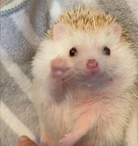 大家有什么非洲迷你刺猬的头像吗!