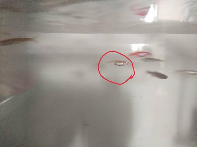 这几条斑马鱼是不是可以生了?