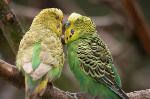 鹦鹉不停发出刺耳叫声养鸟新手可以尝试这样做简单有效