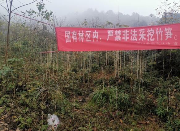 芦山县国有林区禁采竹笋行动初显成效