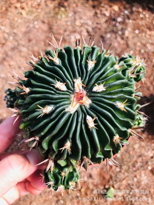 仙人球批发 多棱玉仙人球,7-9公分,防辐射绿植小盆栽多肉植物