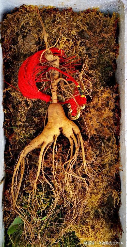 长白山人参女参姑大清康熙年间一个美丽的满族人参故事