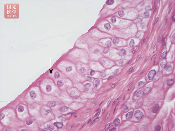 复层柱状上皮stratified columnar epithelium:数层细胞,浅层细胞呈