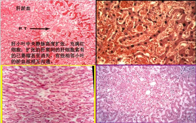 病理实验切片.ppt