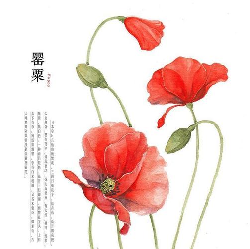 张馨予回应李晨求婚范冰冰 画罂粟花暗讽范冰冰人美