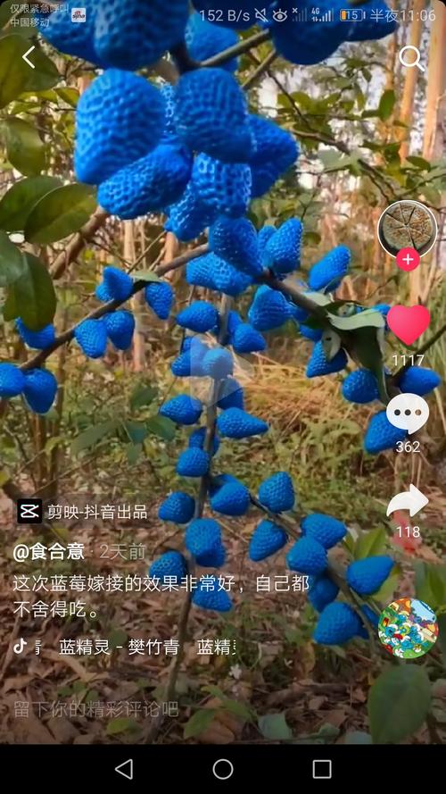 请大家看蓝草莓,绿草莓