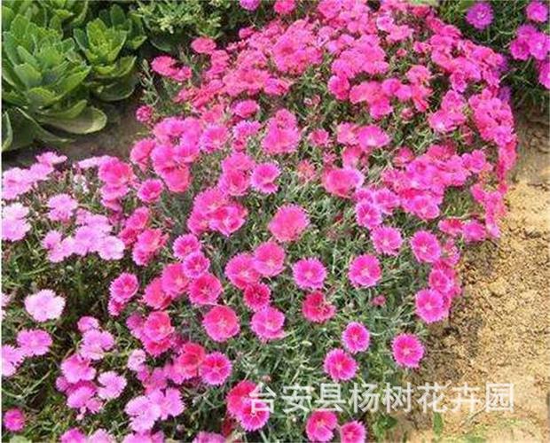 出售东北耐寒宿根花卉五彩石竹杯苗花色艳丽花海工程