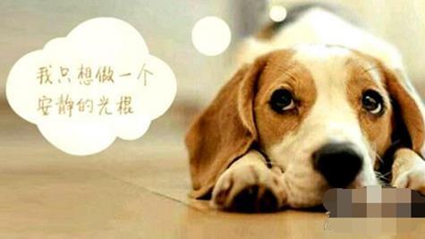 母胎solo什么意思:母胎solo出处及发展经历,母胎solo表情包