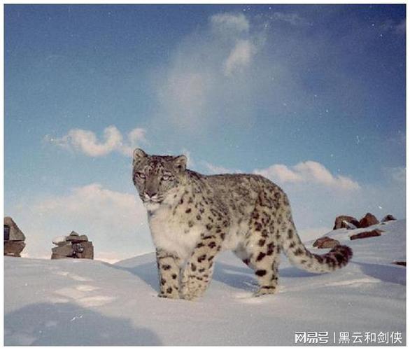 120天行程700公里7天吃1只岩羊雪豹能否在贺兰山找到配偶