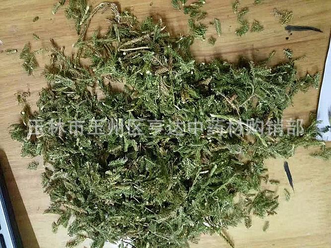 中药材伸筋草石松狮子草 野生舒筋草大伸筋绿毛 伸筋透骨草