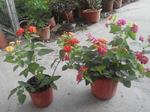 五色梅盆景的养殖方法