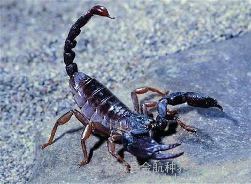 蝎子辫的编法图解_蝎子_招商加盟(已认证)