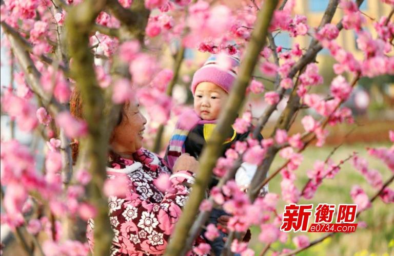 新春走基层:衡阳县梅花村400株红梅迎春绽放