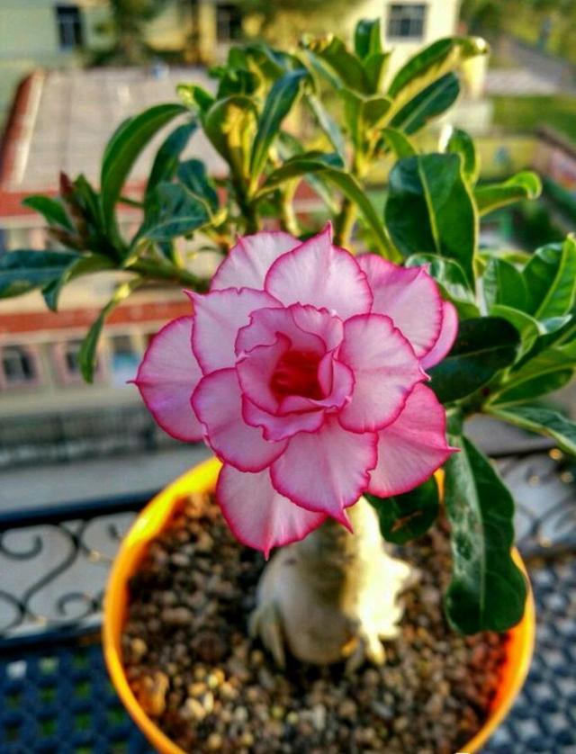 适合五月份养的花—沙漠玫瑰,叶绿花美,养护简单,三季有花看