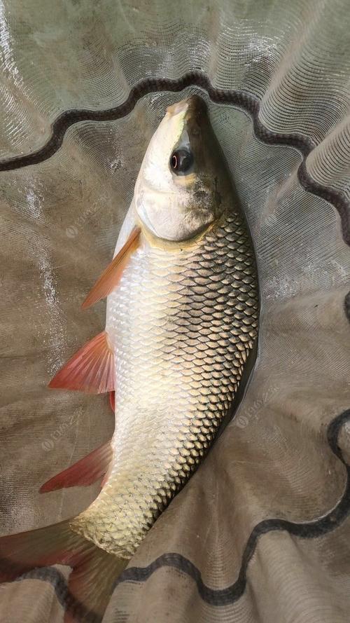 给大家看看什么是泰鲮