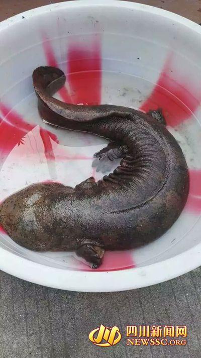 成都市民钓到"怪鱼":近1米长野生娃娃鱼(图)