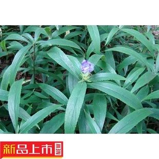 新鲜温州七肾红对叶肾白对叶肾龙芽肾菜头肾荔枝肾棉花肾花麦肾苗