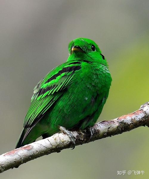 绿阔嘴鸟只剩绿色