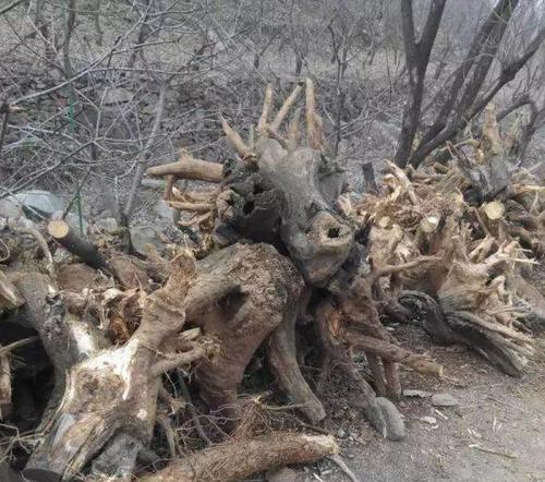 山里弄来的洋槐树根,货源多多,适合做根艺