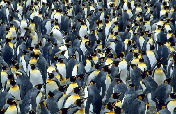 照片展示南乔治亚岛一个巨大的帝企鹅群.