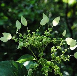 中医馆 中草药 祛风湿药 钻地风  zuandifeng 别名:追地枫,桐叶藤,全