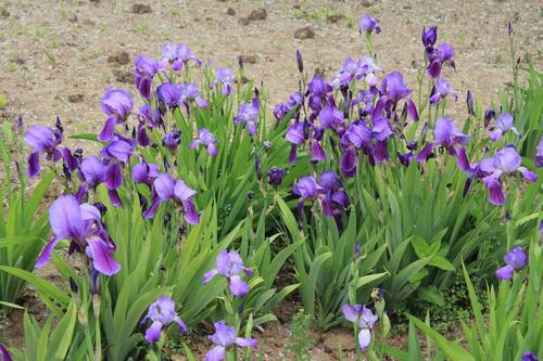 鸢尾花苗工程苗木莺尾花蝴蝶花蝴蝶兰苗花灌木花苗批发蓝花苗