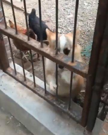 小柯基隔着栅栏跟鸡吵架,直到主人把它丢鸡圈,狗子的表情亮了