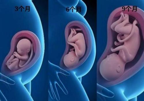 怀孕20-24周胎儿情况,孕妈身体有3个变化,缺钙和耻骨