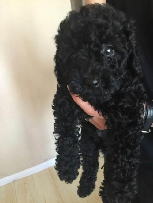 不纯的黑色泰迪狗图片纯种3