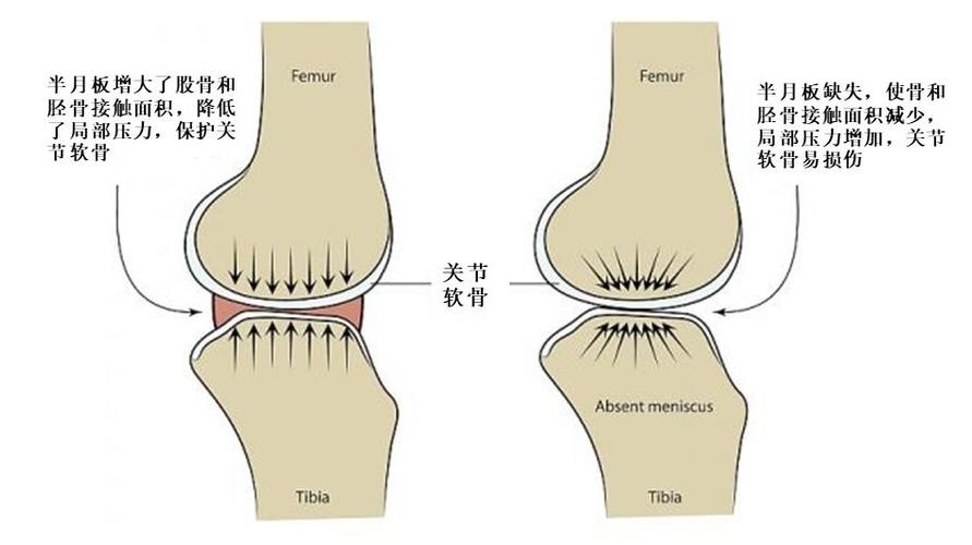 半月板的形态和功能