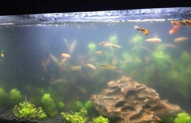 别再发愁鱼缸水质浑浊的问题:鱼缸水质浑浊这样处理