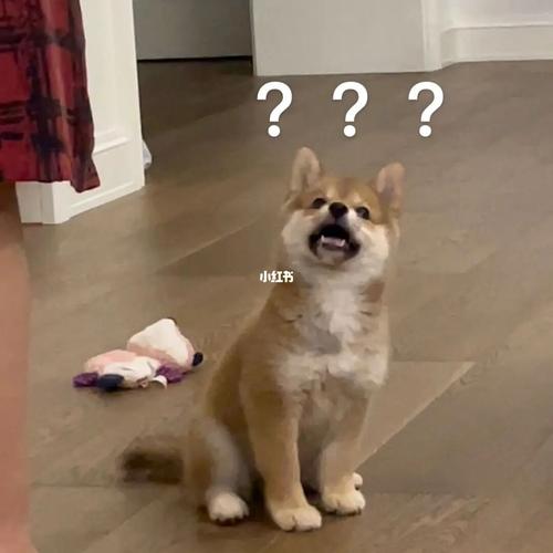 94奶狗表情包合集_表情包_素材_表情包