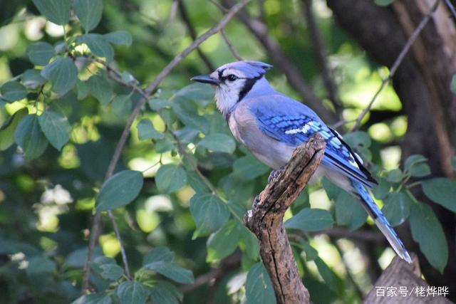 保护珍稀鸟类一蓝鸟