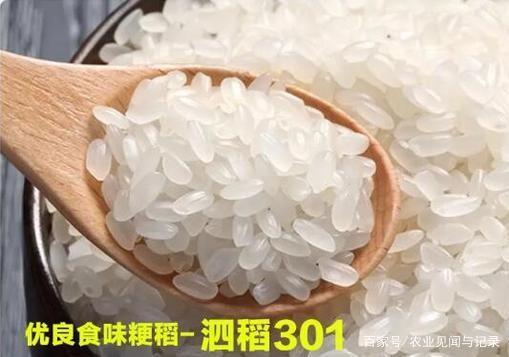好消息!"泗稻301"荣获2019年全国优良食味粳稻品评一等奖