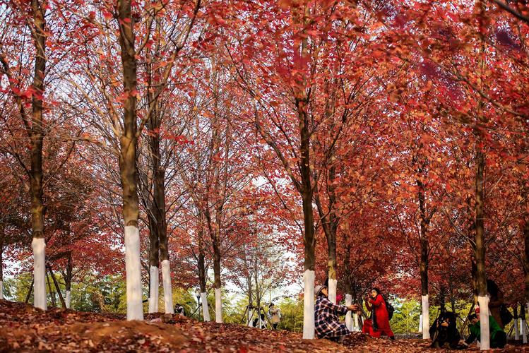 文华学院的红叶