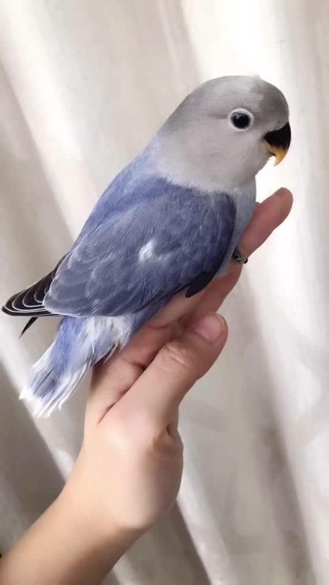 > 鹦鹉宝宝  待售小鹦六号高端纯血紫罗兰闪光小鹦,公,亲鸟无杂毛.