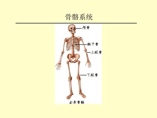 人体解剖学图谱