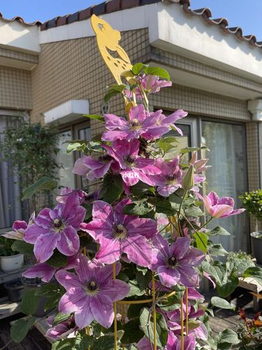 铁线莲 · 亲爱的